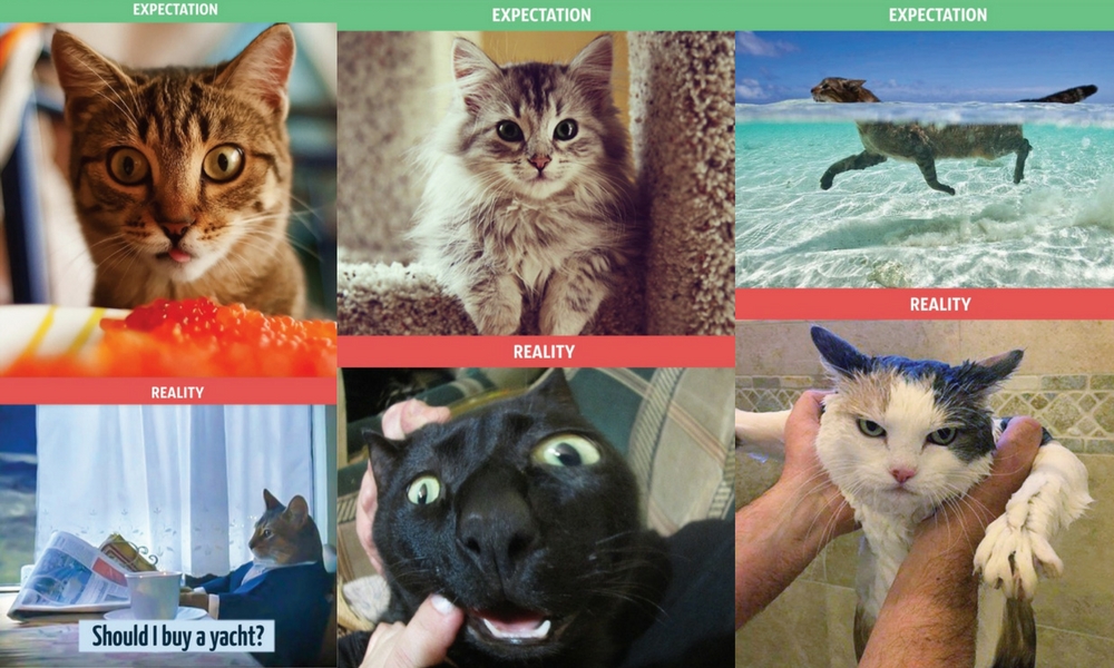 Cat Expectations Vs. Reality