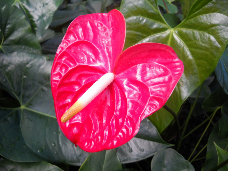 flower sign