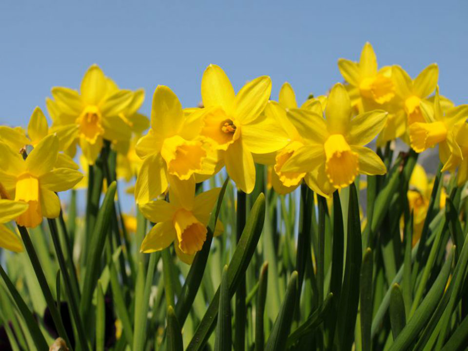 flower sign