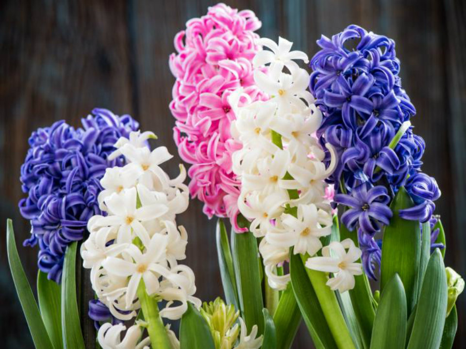 flower sign